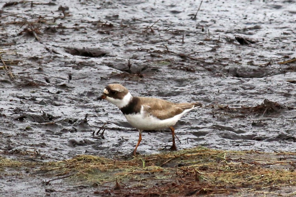 Semipalmated Plover - ML66369661