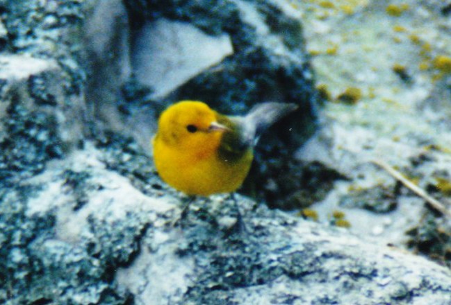 Prothonotary Warbler - Johnny Nickerson