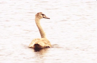 Mute Swan, ML66373001