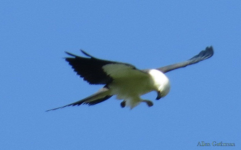 Swallow-tailed Kite - Allen Gathman