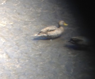 Yellow-billed Pintail, ML66373361