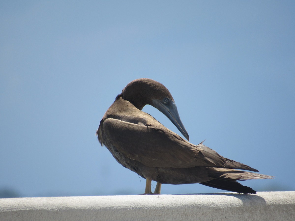 Brown Booby - ML66378081