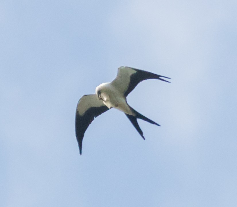 Swallow-tailed Kite - Peter Quadarella