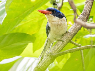 Obi Paradise-Kingfisher - eBird