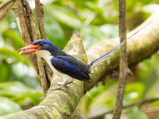 Obi Paradise-Kingfisher - eBird