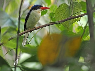 Obi Paradise-Kingfisher - eBird