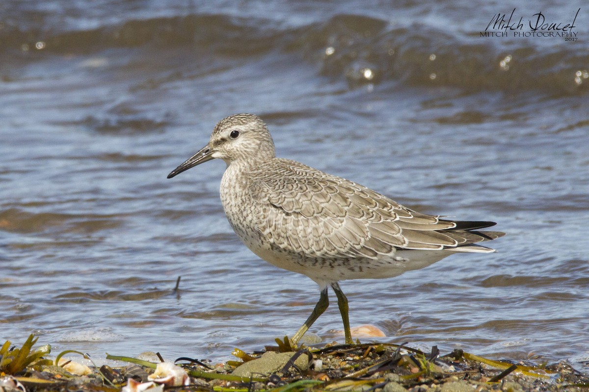 Red Knot - ML66383471