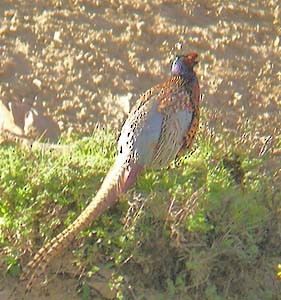 Ring-necked Pheasant - ML66383771