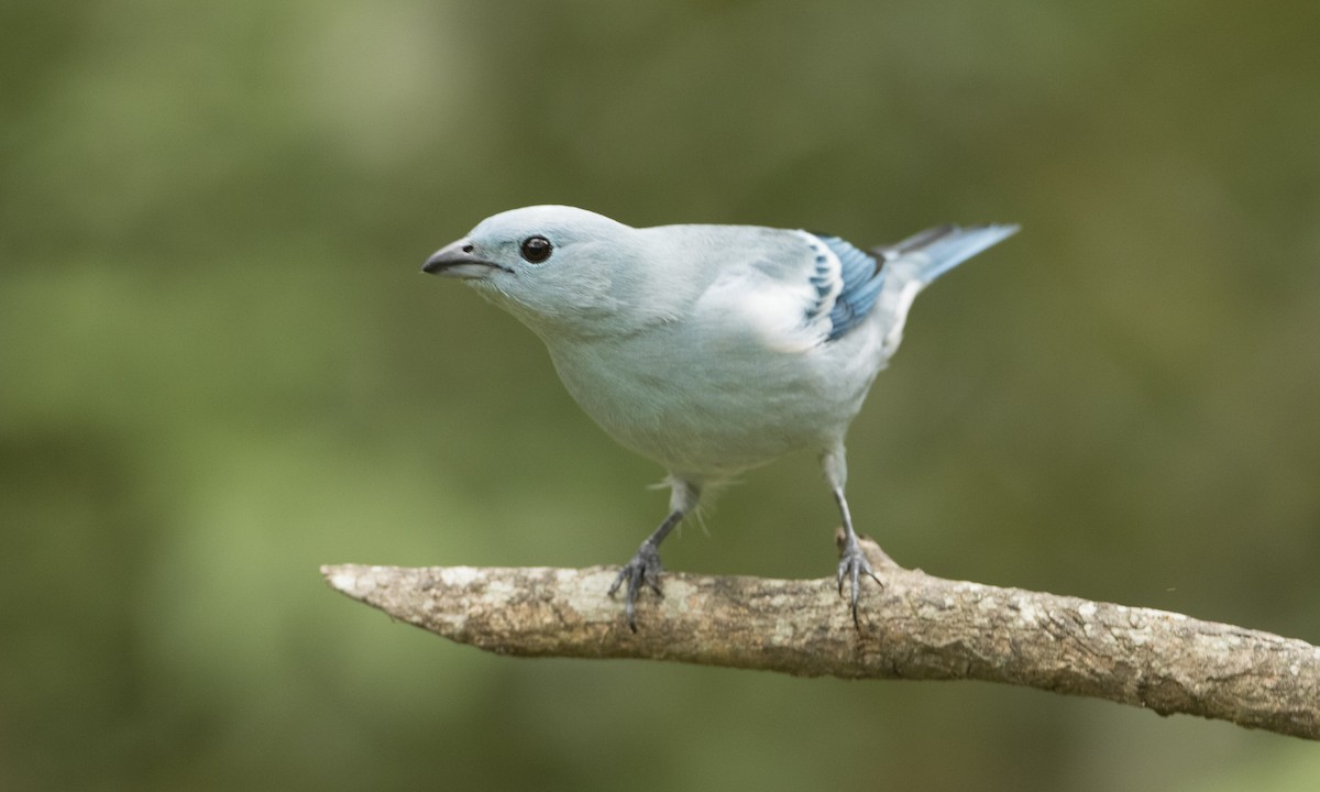 Blue-gray Tanager (White-edged) - ML66383921