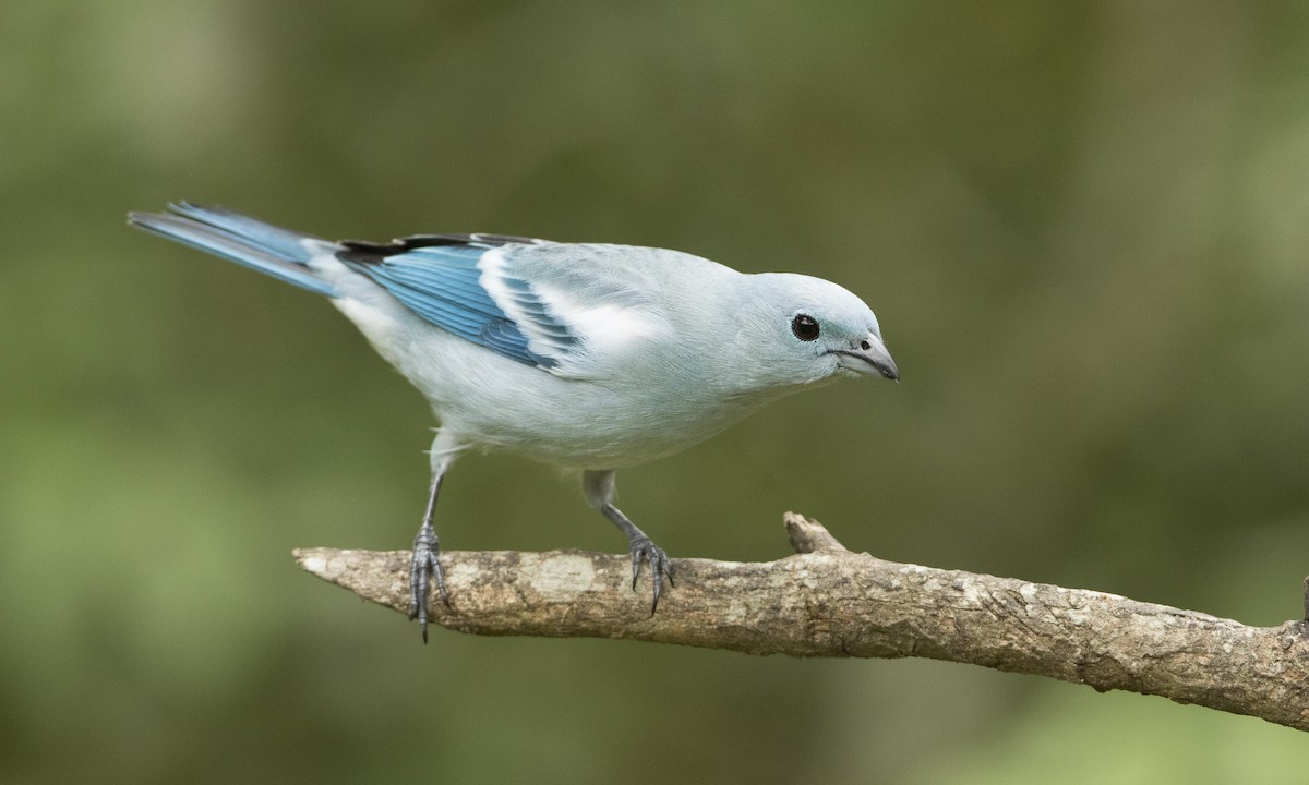 Blue-gray Tanager (White-edged) - Brian Sullivan