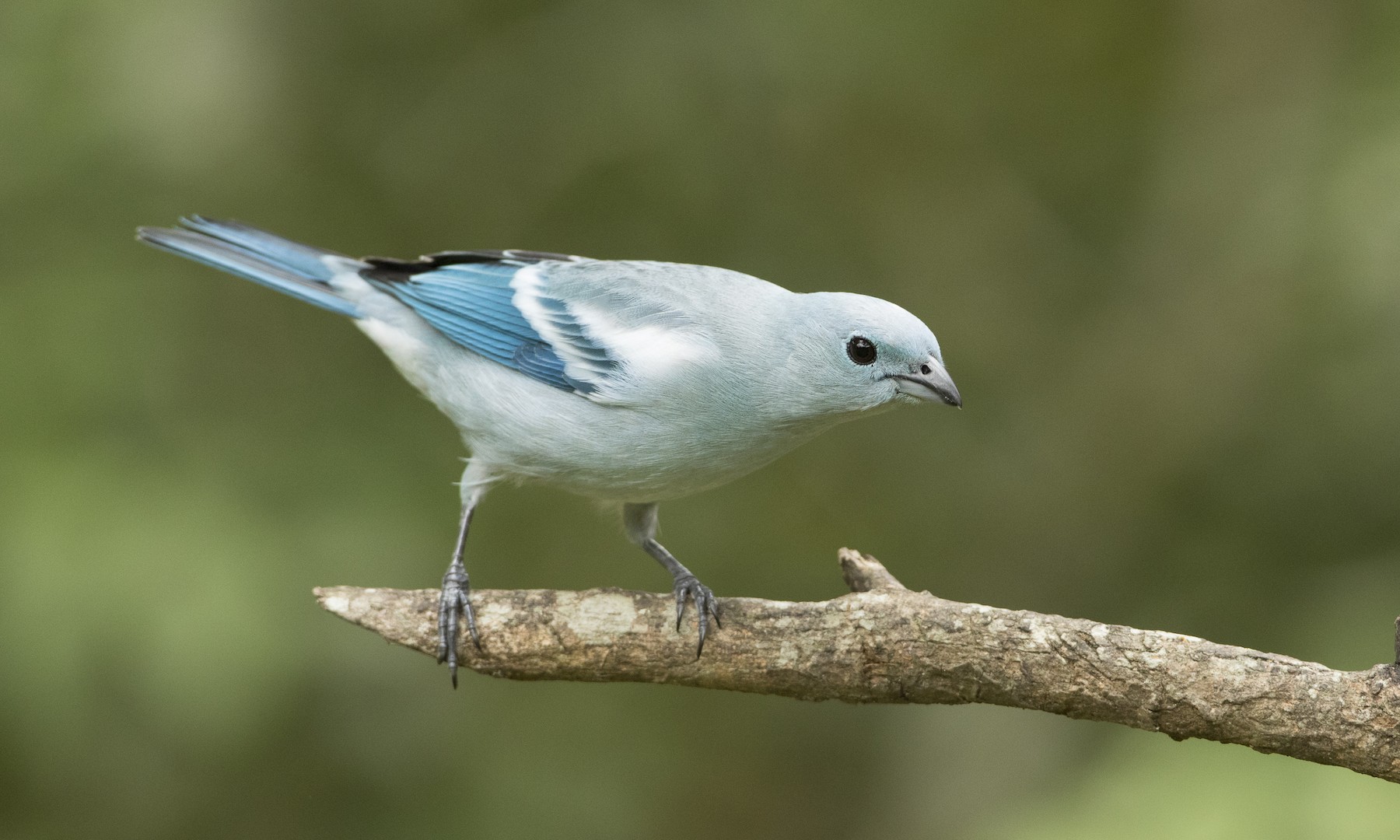 Blue-gray Gnatcatcher - eBird