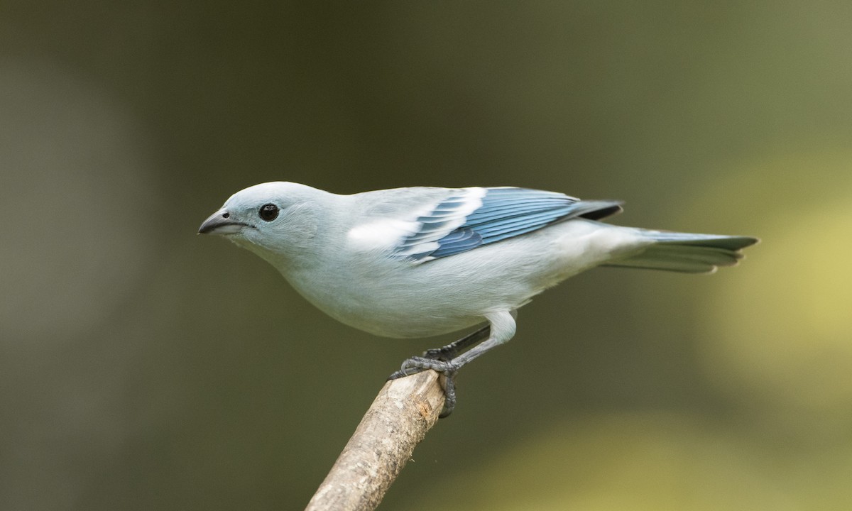 Blue-gray Tanager (White-edged) - ML66383941