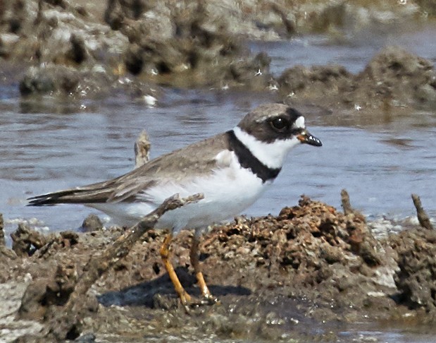 Semipalmated Plover - ML66384581