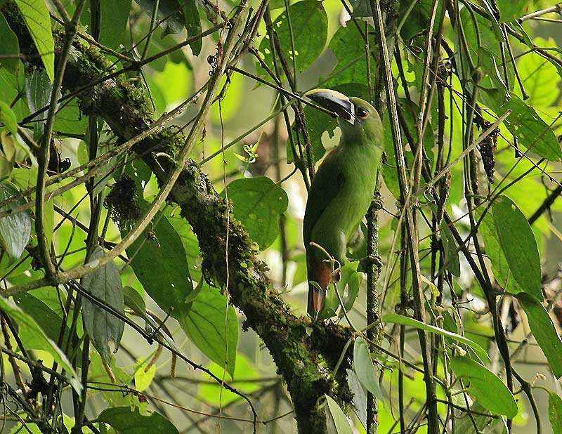 Southern Emerald-Toucanet (Gray-throated) - Martin Reid