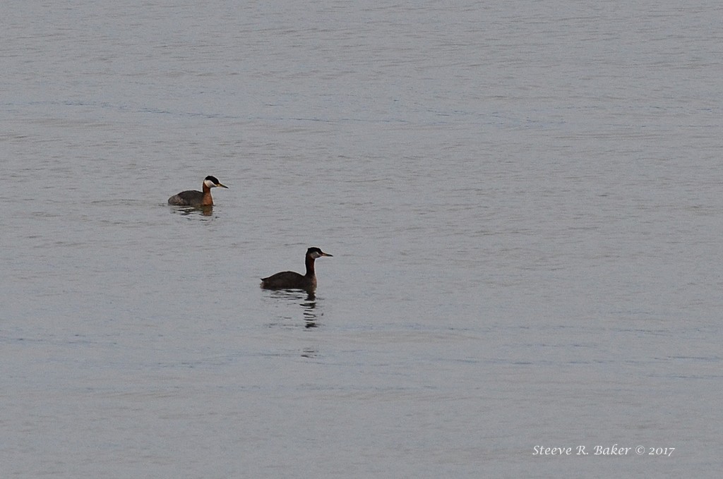 Red-necked Grebe - Steeve R. Baker