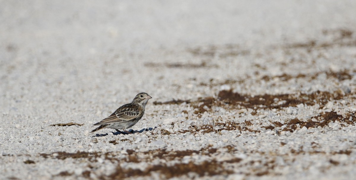 Thick-billed Longspur - ML66392671