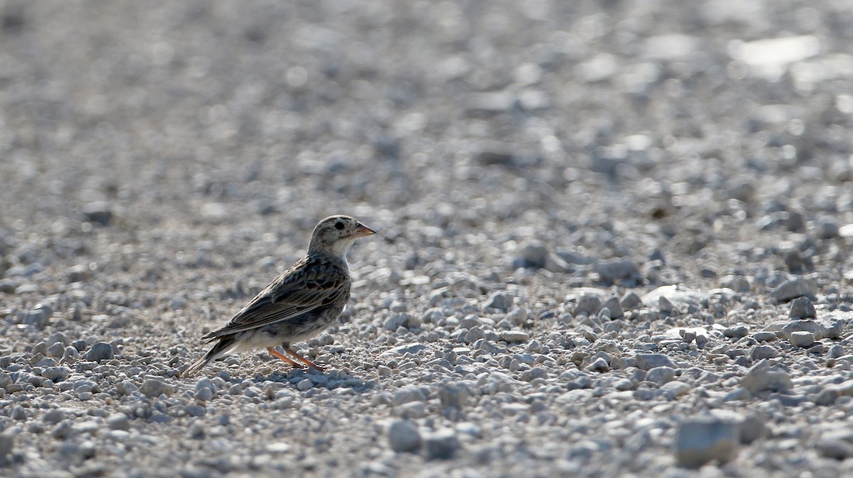 Thick-billed Longspur - ML66392681