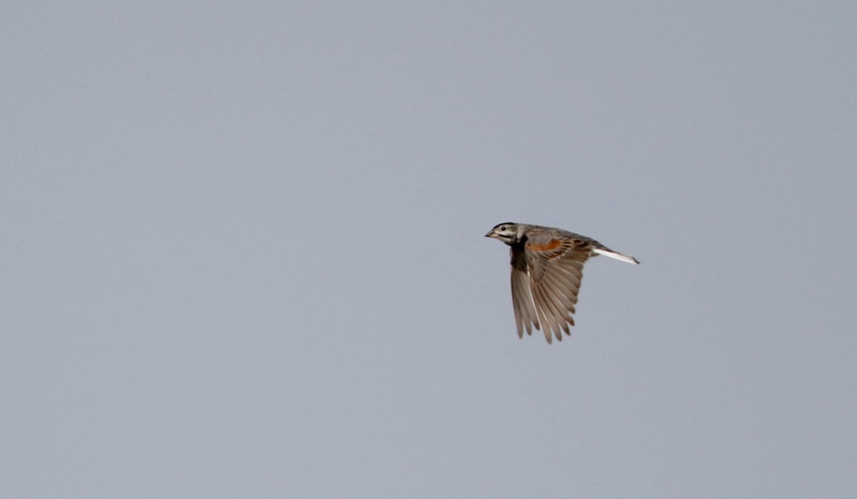 Thick-billed Longspur - ML66393291