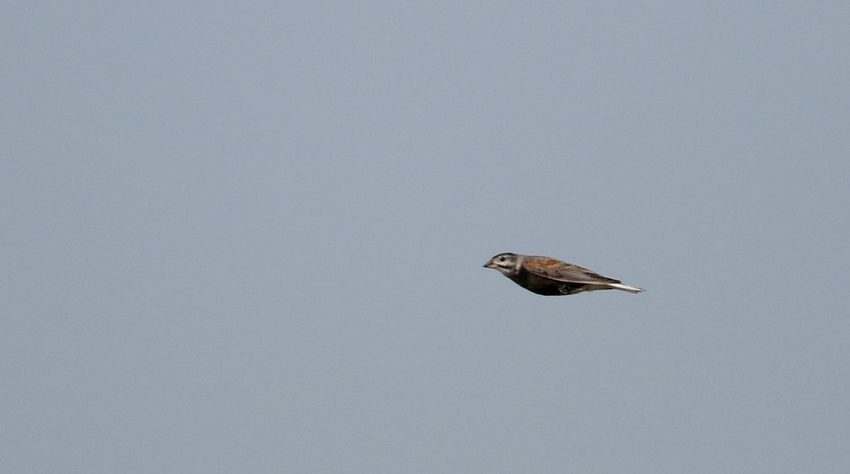Thick-billed Longspur - ML66393371
