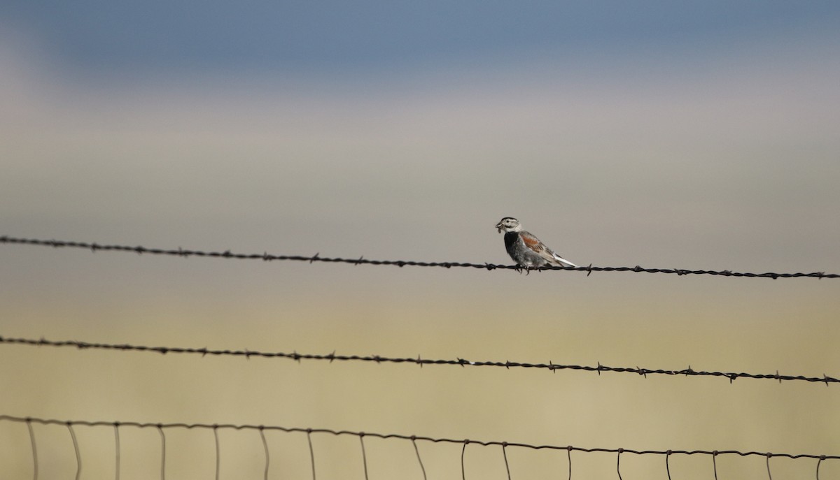 Thick-billed Longspur - ML66393891