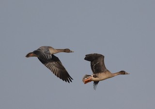 Taiga Bean-Goose, ML66394401