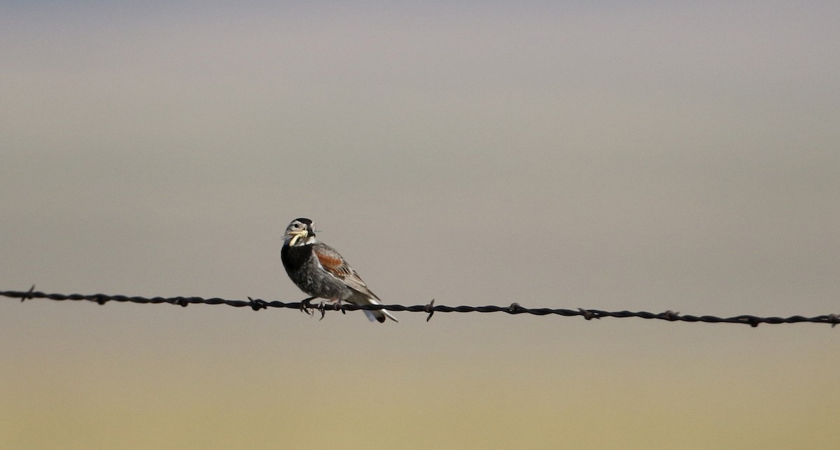 Thick-billed Longspur - ML66395981