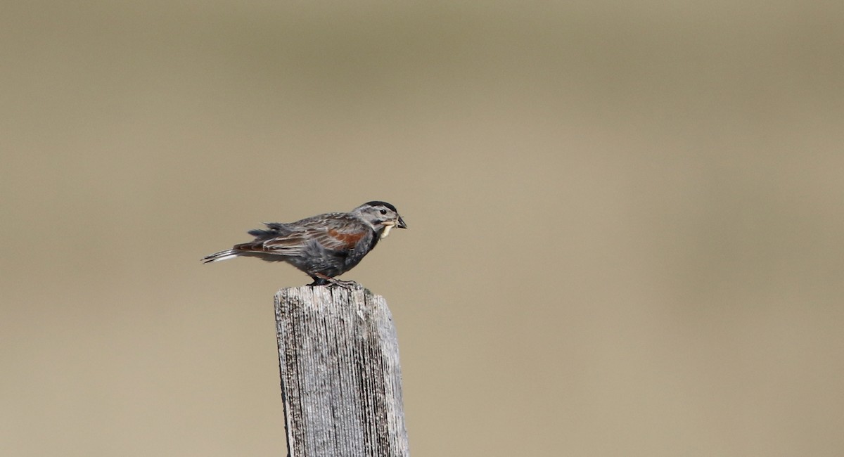 Thick-billed Longspur - ML66396051