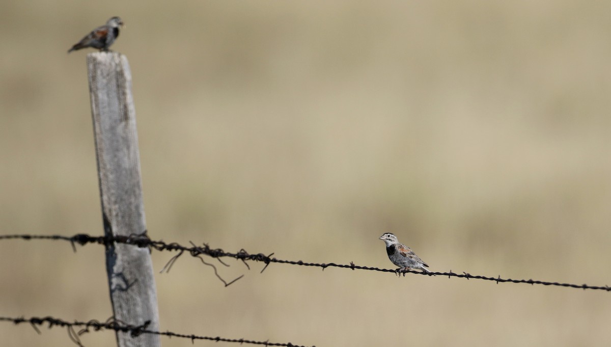 Thick-billed Longspur - ML66396221