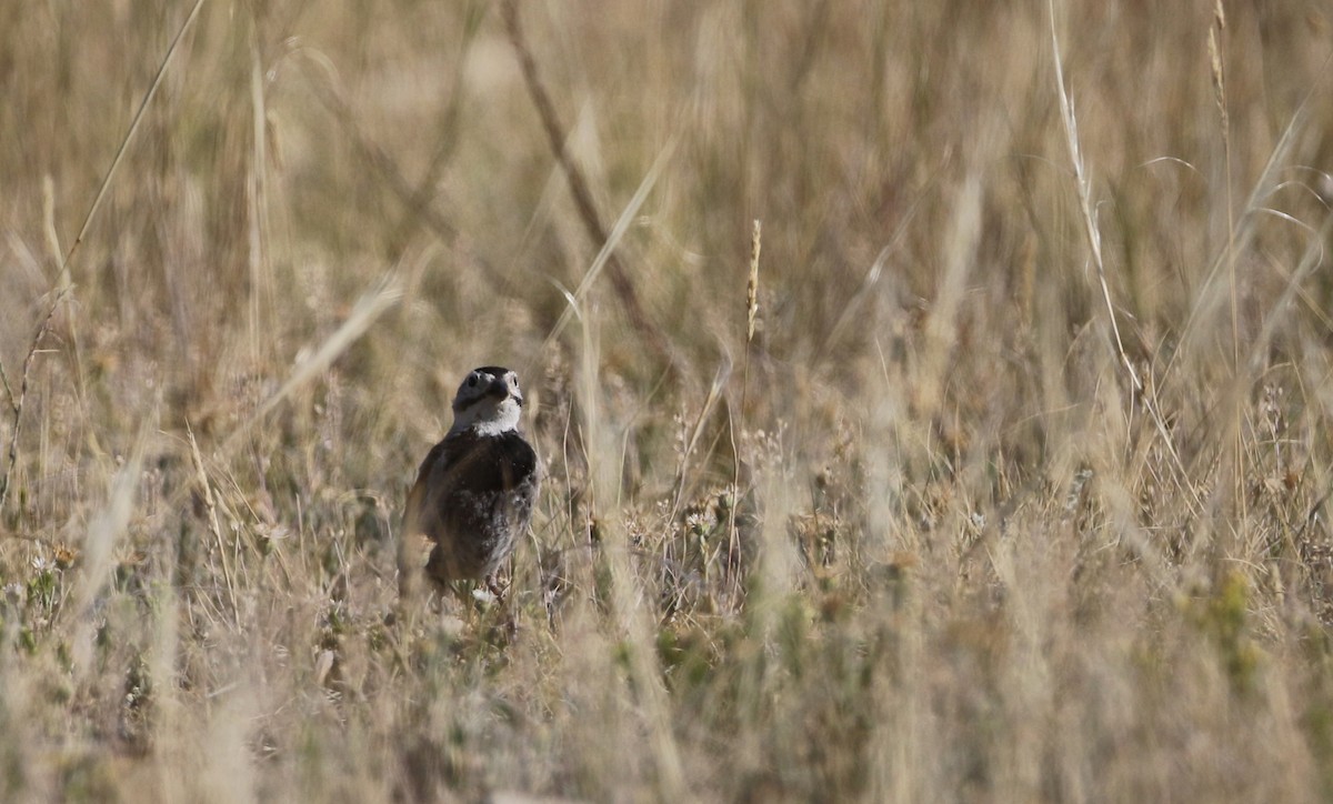 Thick-billed Longspur - ML66396271