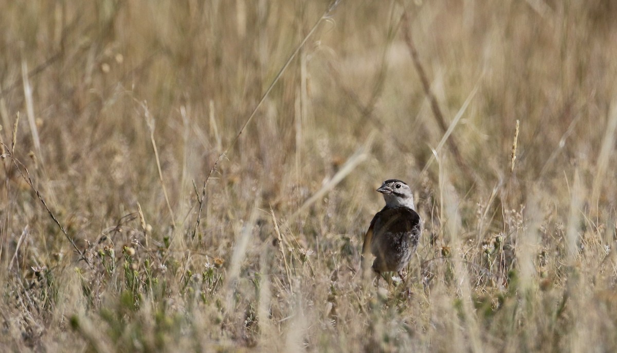 Thick-billed Longspur - ML66396381