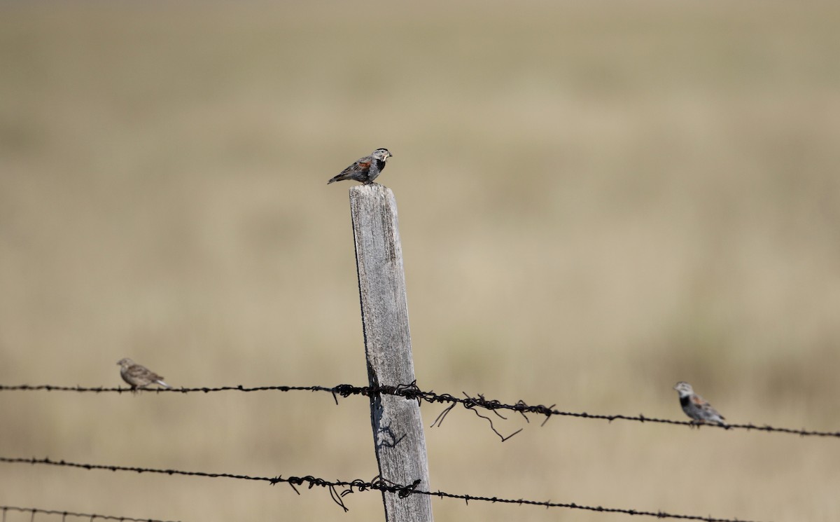 Thick-billed Longspur - ML66396391