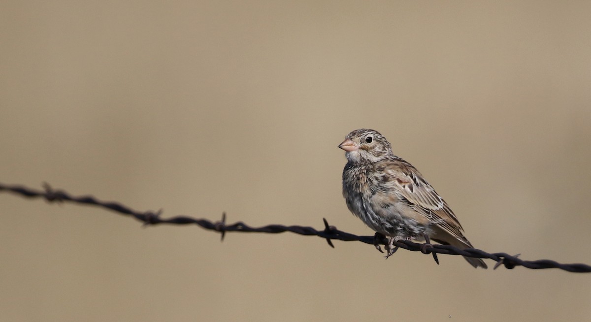 Thick-billed Longspur - ML66396401