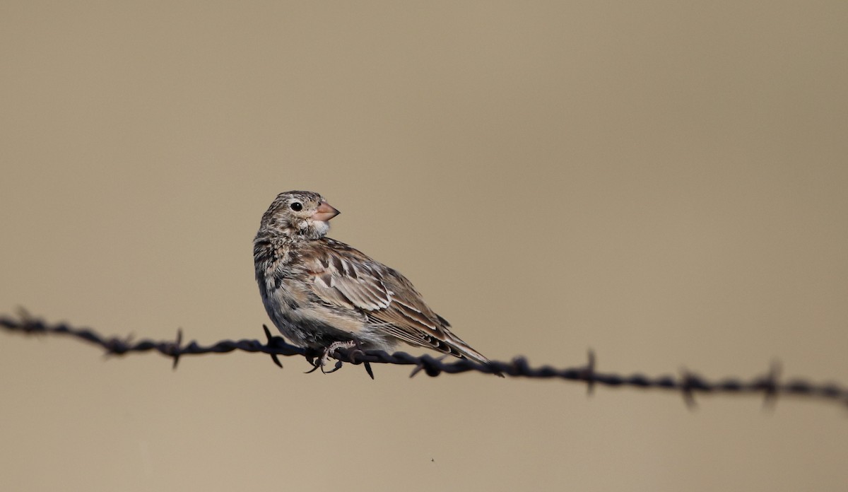 Thick-billed Longspur - ML66396441