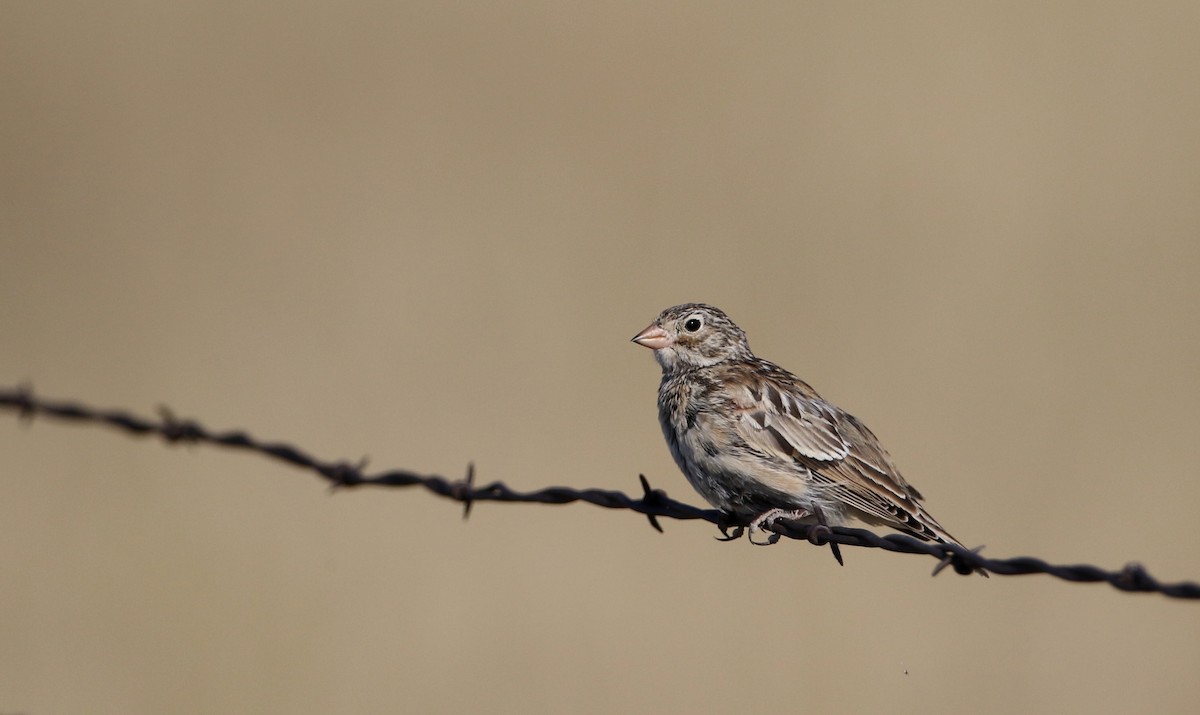 Thick-billed Longspur - ML66396461