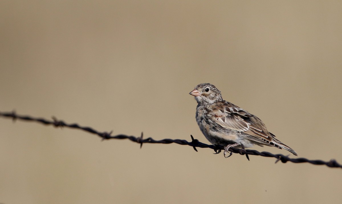 Thick-billed Longspur - ML66396491