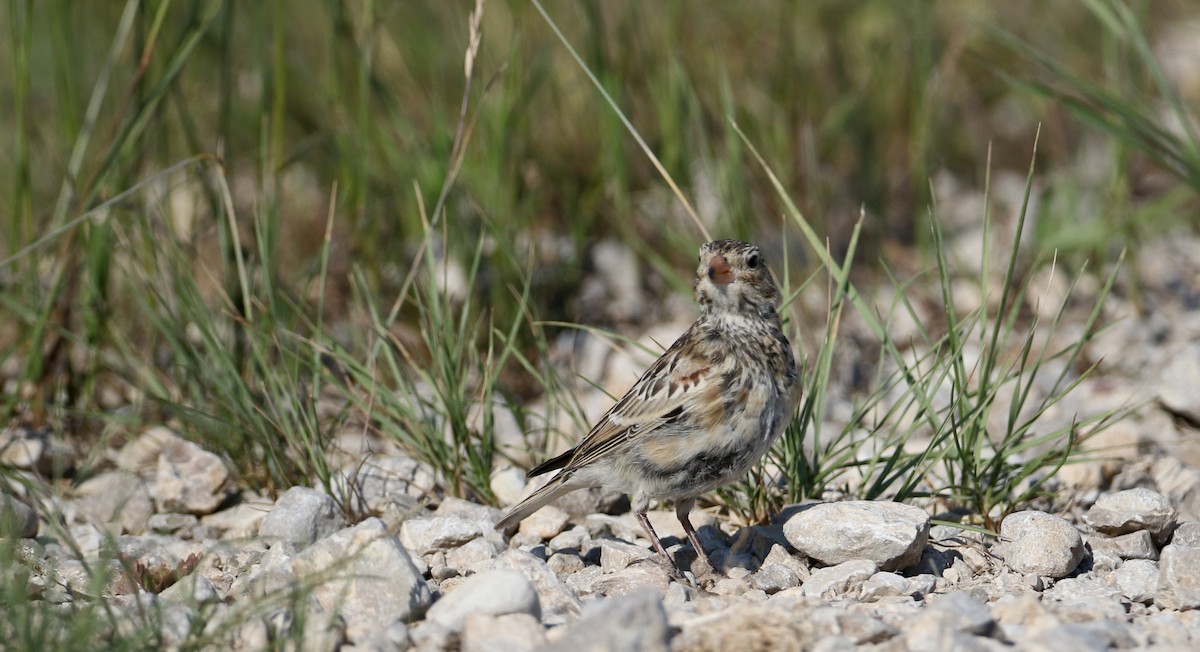 Thick-billed Longspur - ML66396531
