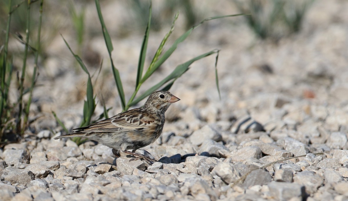 Thick-billed Longspur - ML66396541
