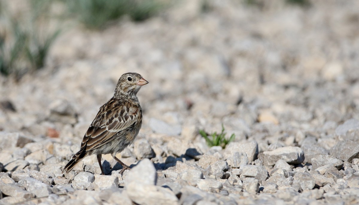 Thick-billed Longspur - ML66396551