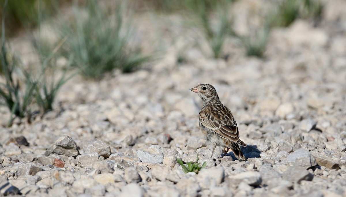 Thick-billed Longspur - ML66396641