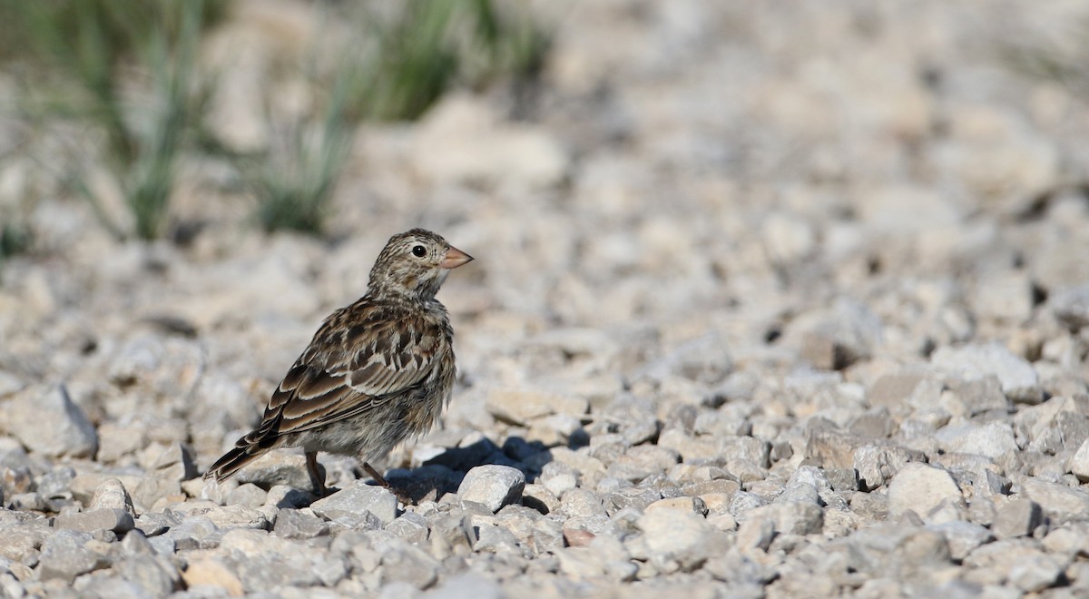 Thick-billed Longspur - ML66396671