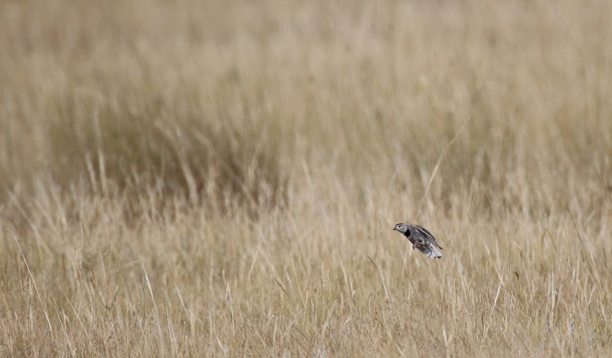 Thick-billed Longspur - ML66396711
