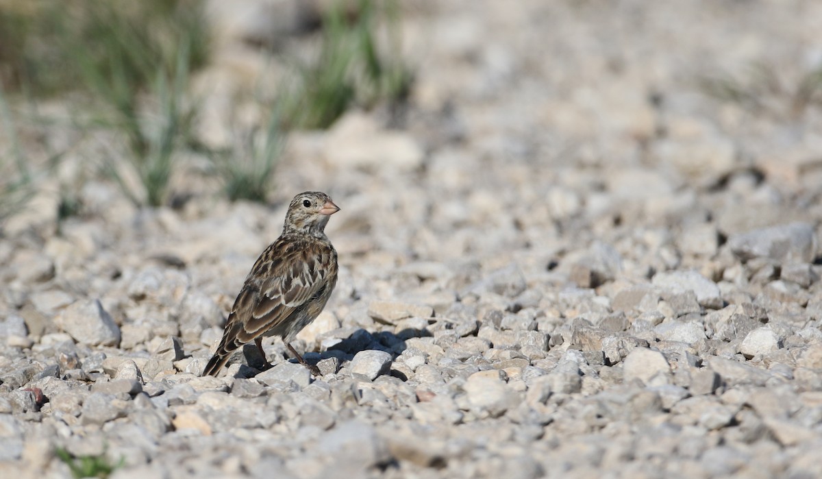 Thick-billed Longspur - ML66396731