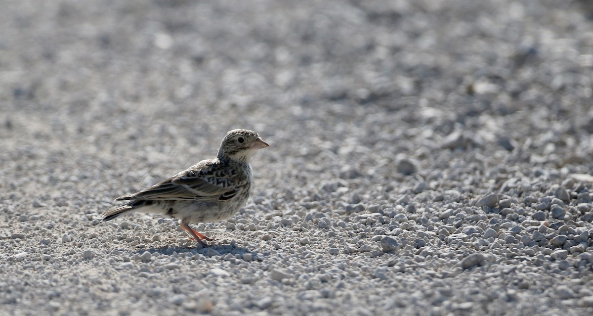 Thick-billed Longspur - ML66396741