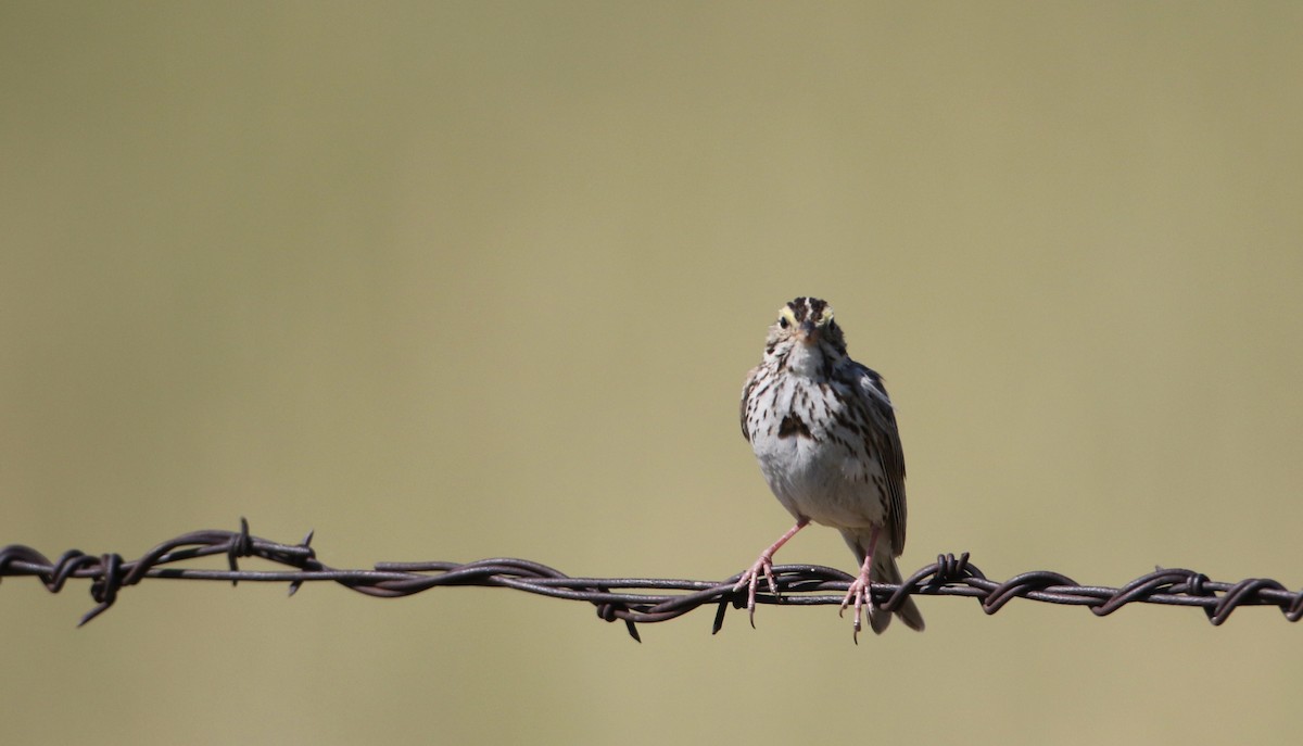 Savannah Sparrow (Savannah) - ML66397381