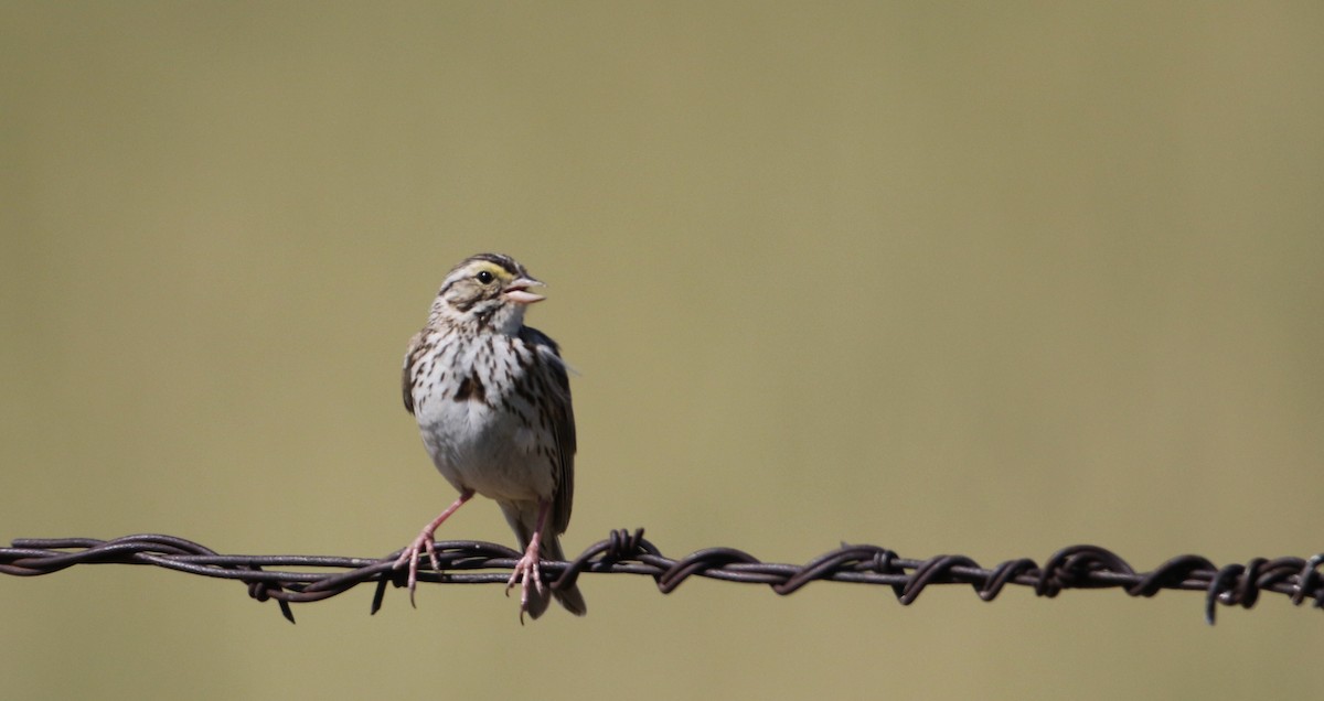 Savannah Sparrow (Savannah) - ML66397391