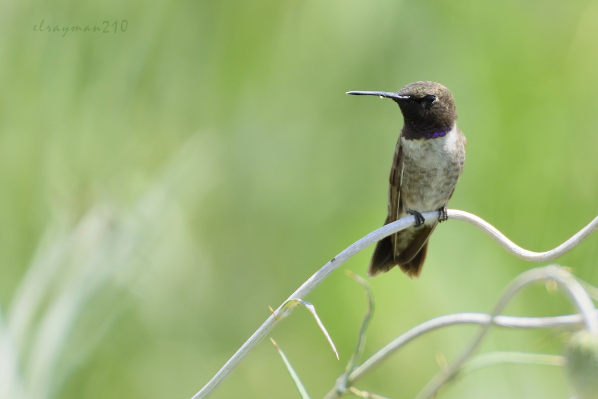 Black-chinned Hummingbird - ML66397751