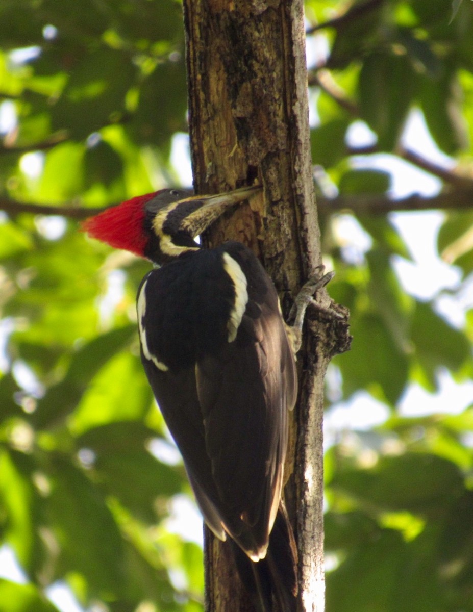 Lineated Woodpecker - Isaias Morataya