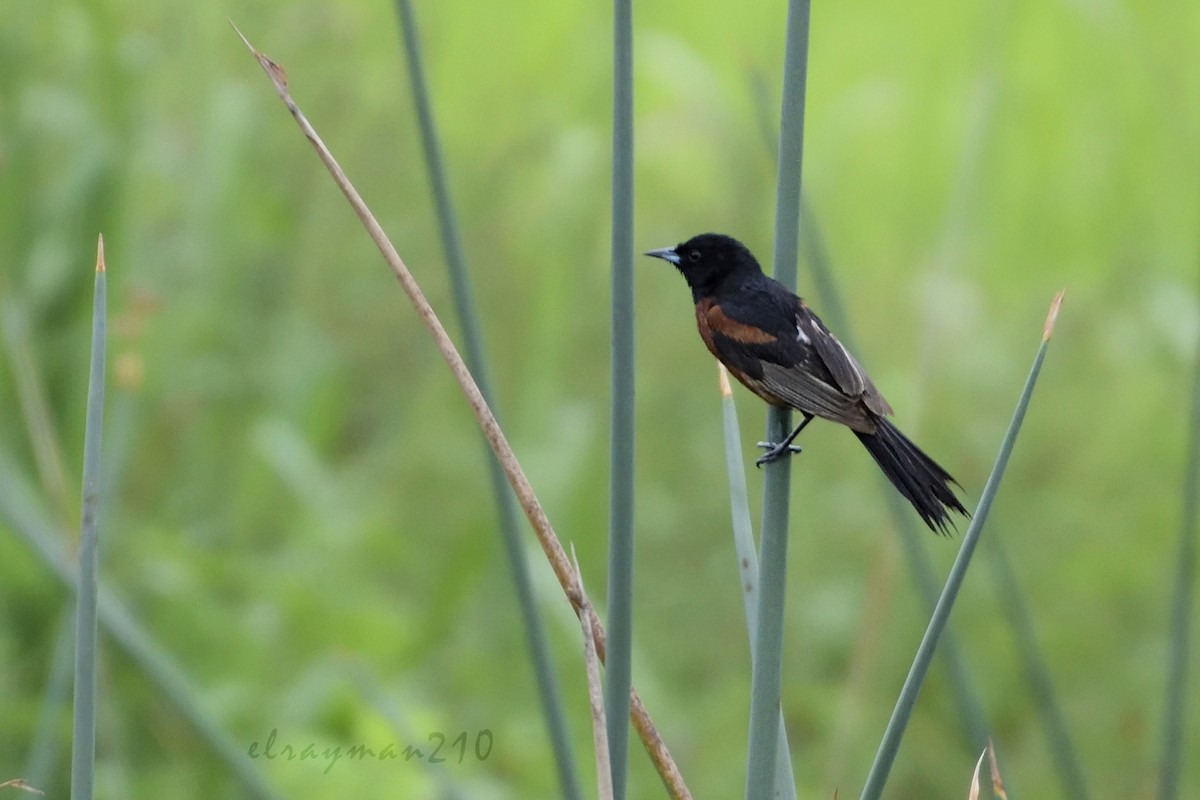 Orchard Oriole - ML66399761