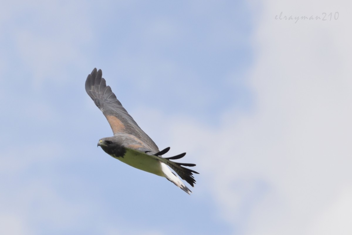 White-tailed Hawk - Ricardo Arredondo