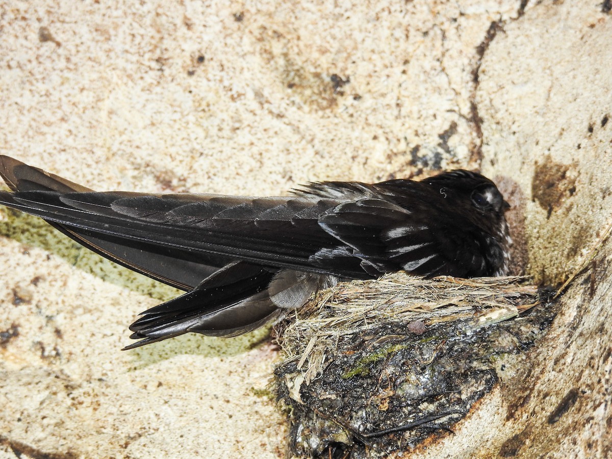 Mossy-nest Swiftlet - Pam Rasmussen